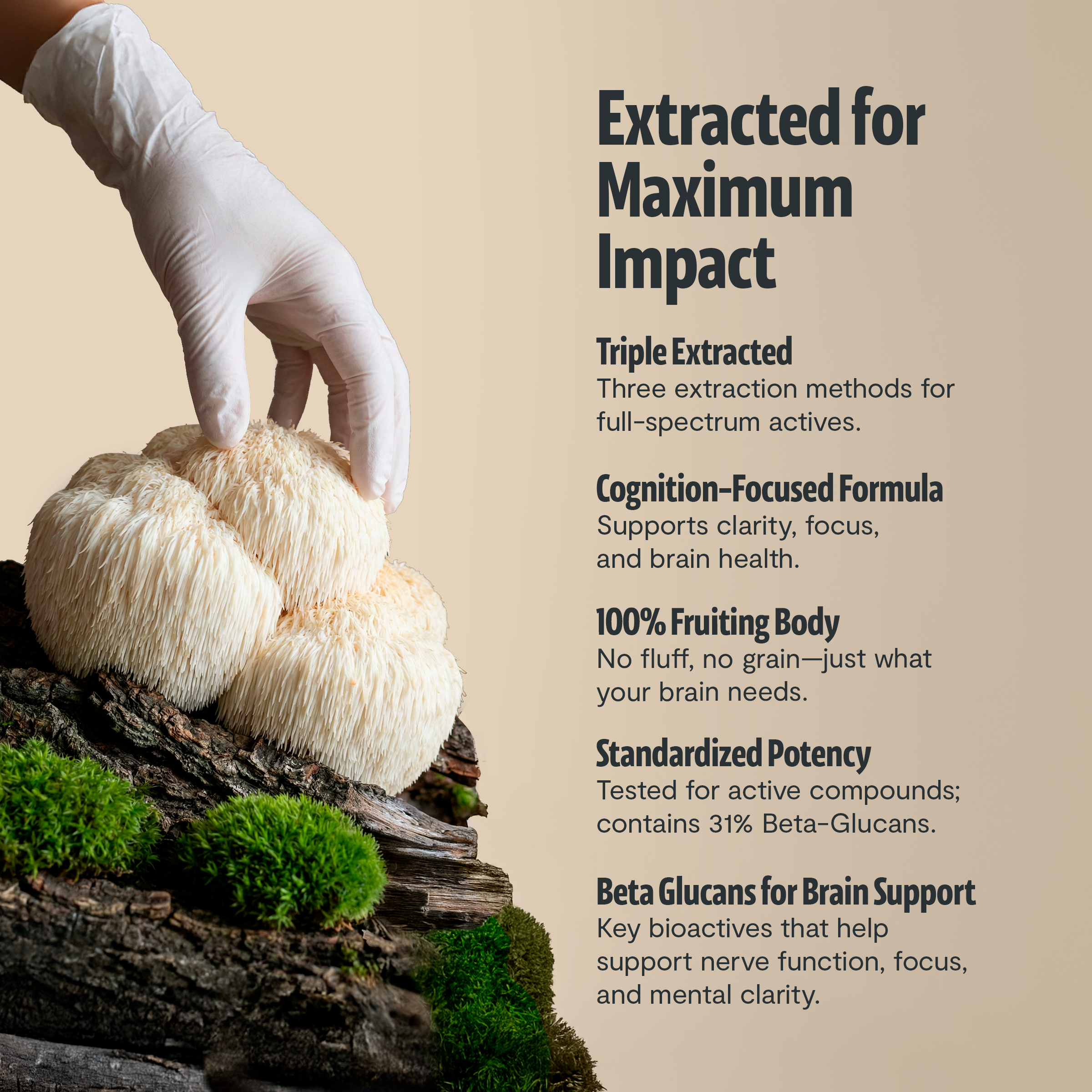 Capsules de Supplément Complexe de Champignons Biologiques