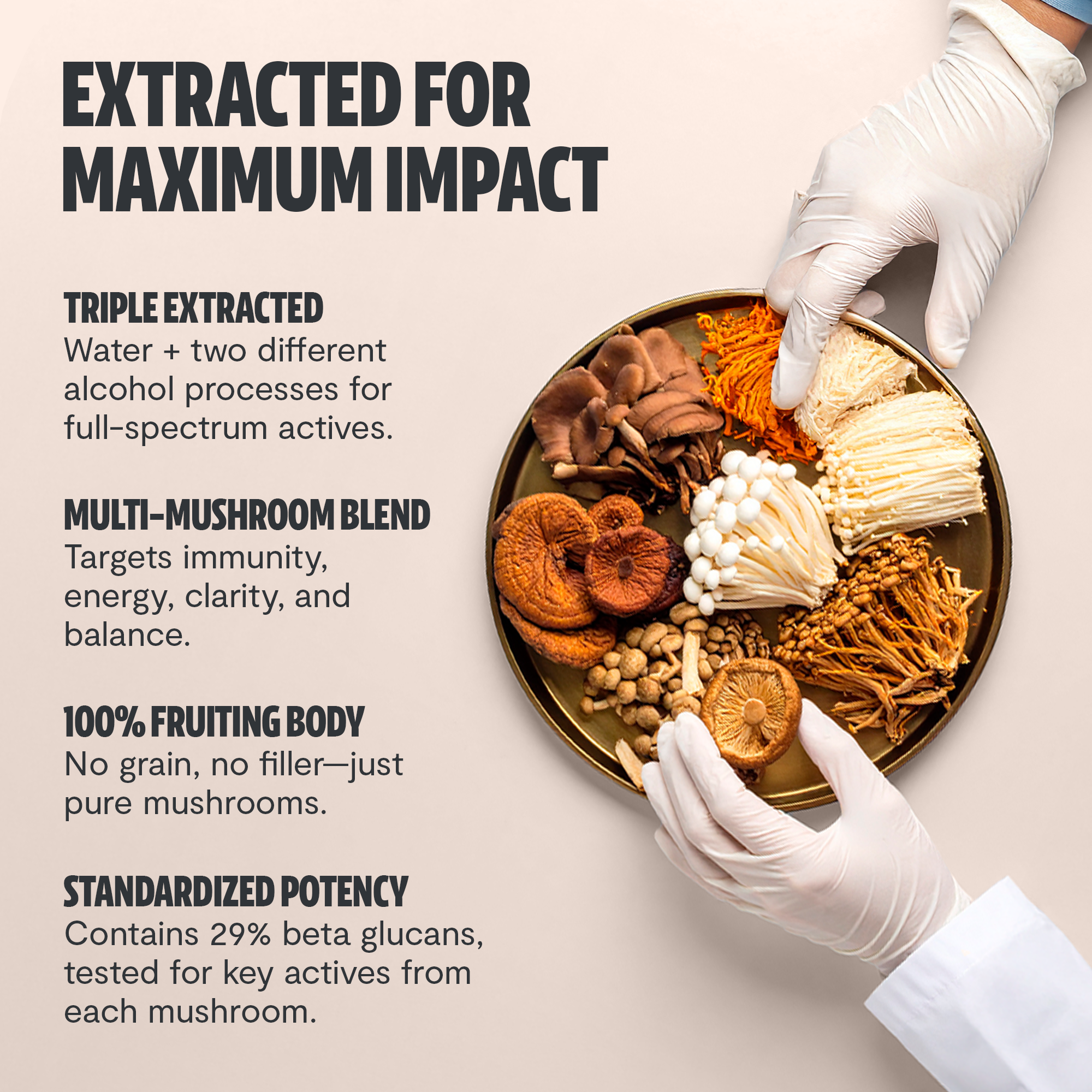 Capsules de Supplément Complexe de Champignons Biologiques