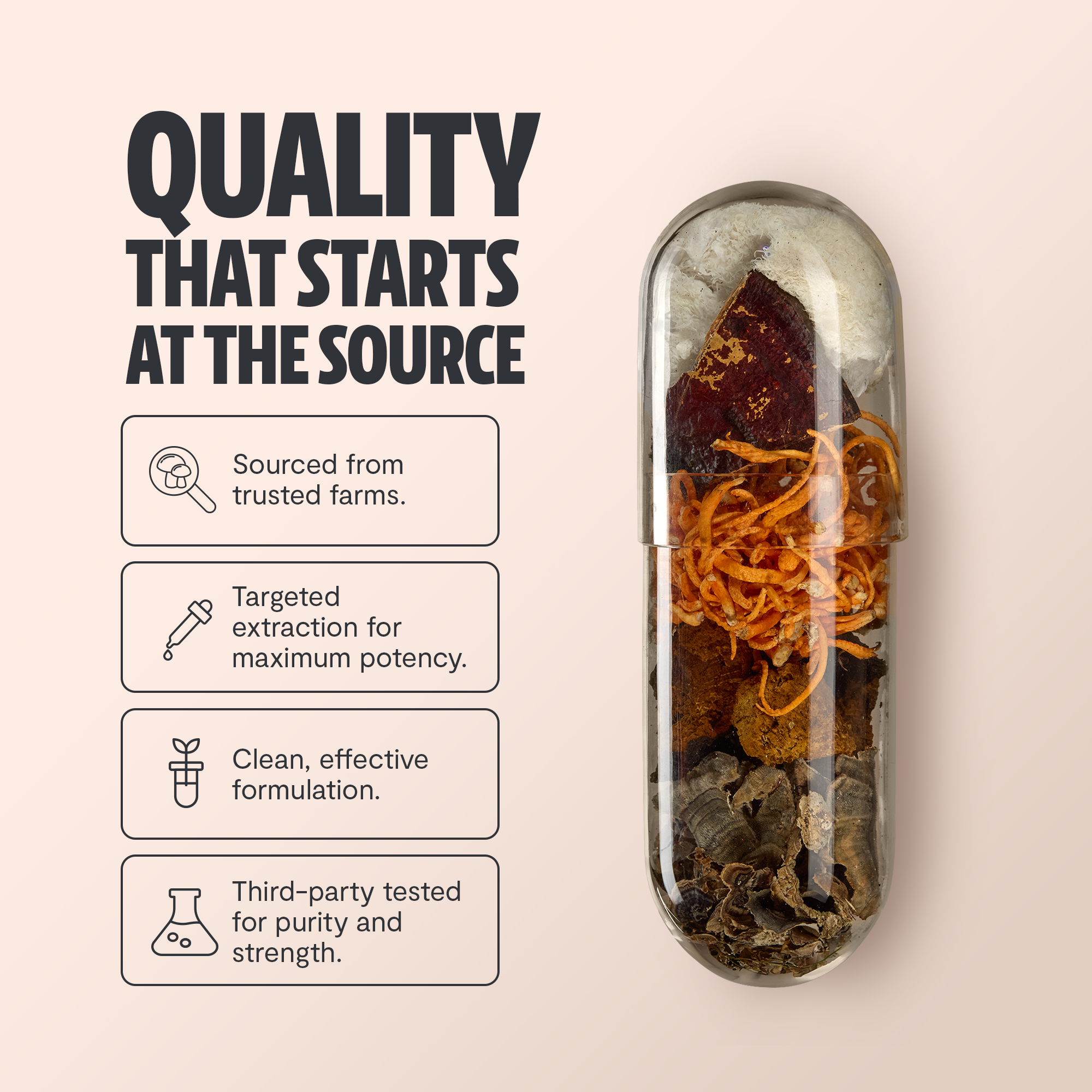 Capsules de Supplément Complexe de Champignons Biologiques